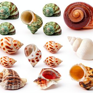 Hermit Crab Shells 15PCS Natural by QEQEKAKA Small Medium Large-0