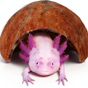 Axolotl Cave JOR Coconut Shell Hideout 5x3 Inch Shelter for Fish-0